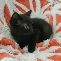 Thumbnail photo of Silas #2