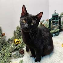 Thumbnail photo of Silas #3