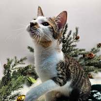 Thumbnail photo of Haymitch #3