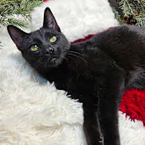 Thumbnail photo of Godwin #1