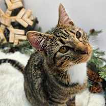 Thumbnail photo of Peeta #1