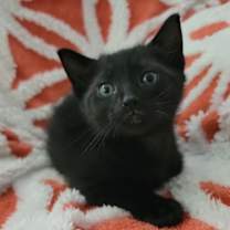 Thumbnail photo of Godwin #2