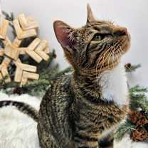 Thumbnail photo of Peeta #3