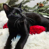 Thumbnail photo of Godwin #4