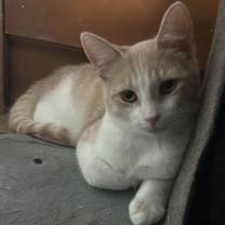 Thumbnail photo of Creamy #1