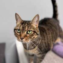 Thumbnail photo of Corvette #2