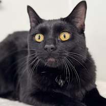 Thumbnail photo of Tux SHY CAT SPECIAL $20 #1