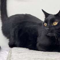 Thumbnail photo of Tux SHY CAT SPECIAL $20 #2