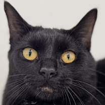 Thumbnail photo of Tux SHY CAT SPECIAL $20 #3