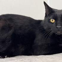 Thumbnail photo of Tux SHY CAT SPECIAL $20 #4