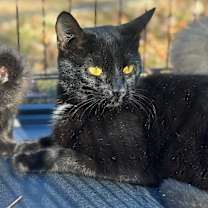 Thumbnail photo of Fern #1