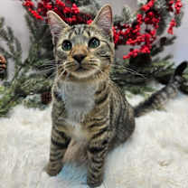 Thumbnail photo of KITTEN LUCY GREY #2