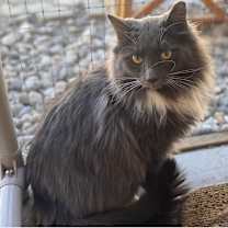 Thumbnail photo of Swagger SHY CAT SPECIAL $20/2 #1