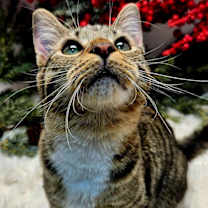 Thumbnail photo of KITTEN LUCY GREY #4