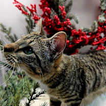 Thumbnail photo of KITTEN LUCY GREY #3