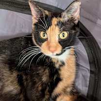 Thumbnail photo of Calista #1