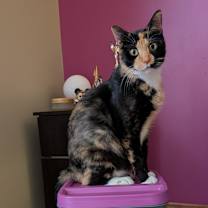 Thumbnail photo of Calista #2