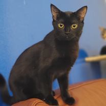 Thumbnail photo of Bunny (Bonded to Olive) #1