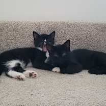 Thumbnail photo of Bunny (Bonded to Olive) #4