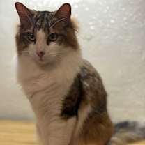 Thumbnail photo of Snickers #1