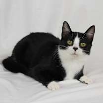 Thumbnail photo of Buttons #1