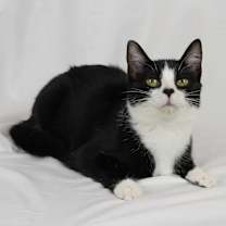 Thumbnail photo of Buttons #2