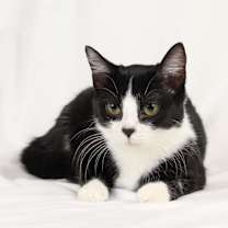 Thumbnail photo of Buttons #3