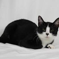 Thumbnail photo of Buttons #4