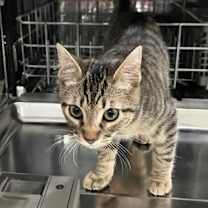 Thumbnail photo of Apollo #2