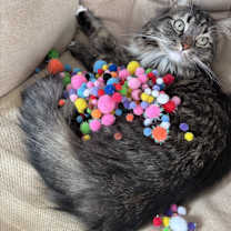 Thumbnail photo of Oliver #1