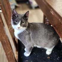 Thumbnail photo of Cat 27053 (Kami) #1