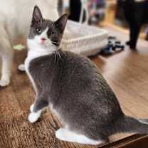 Thumbnail photo of Cat 27053 (Kami) #2