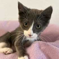 Thumbnail photo of Cat 27053 (Kami) #3