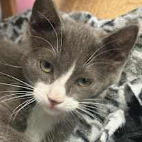 Thumbnail photo of Cat 27053 (Kami) #4