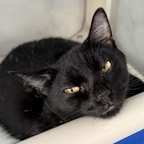 Thumbnail photo of Skipper #2