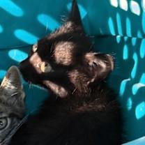 Thumbnail photo of Skipper #3