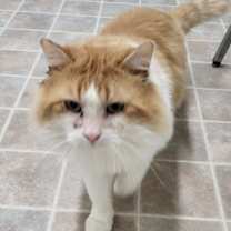 Thumbnail photo of Biscuit #1