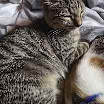 Thumbnail photo of Simba #1