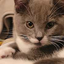 Thumbnail photo of Pipsqueak (Pip) #1