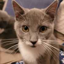 Thumbnail photo of Pipsqueak (Pip) #2