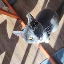 Thumbnail photo of Pipsqueak (Pip) #3