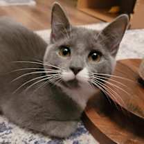 Thumbnail photo of Pipsqueak (Pip) #4