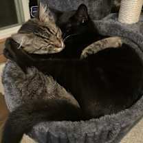 Thumbnail photo of Ember and Umber #1