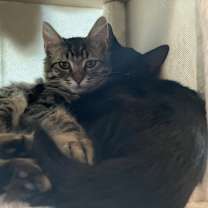 Thumbnail photo of Ember and Umber #2