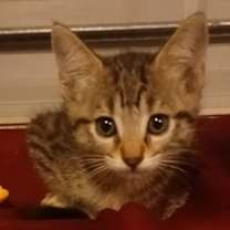 Thumbnail photo of Nutmeg #1