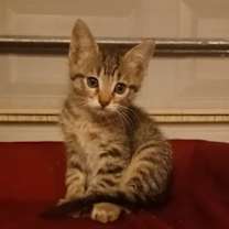 Thumbnail photo of Nutmeg #3