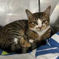 Thumbnail photo of Cookie #1