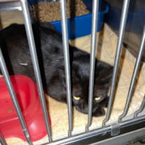 Thumbnail photo of Emmie #3