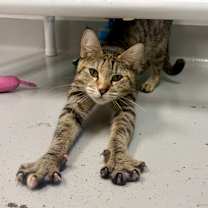 Thumbnail photo of Ringaletta #2