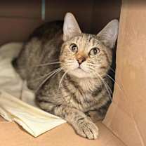 Thumbnail photo of Ringaletta #3